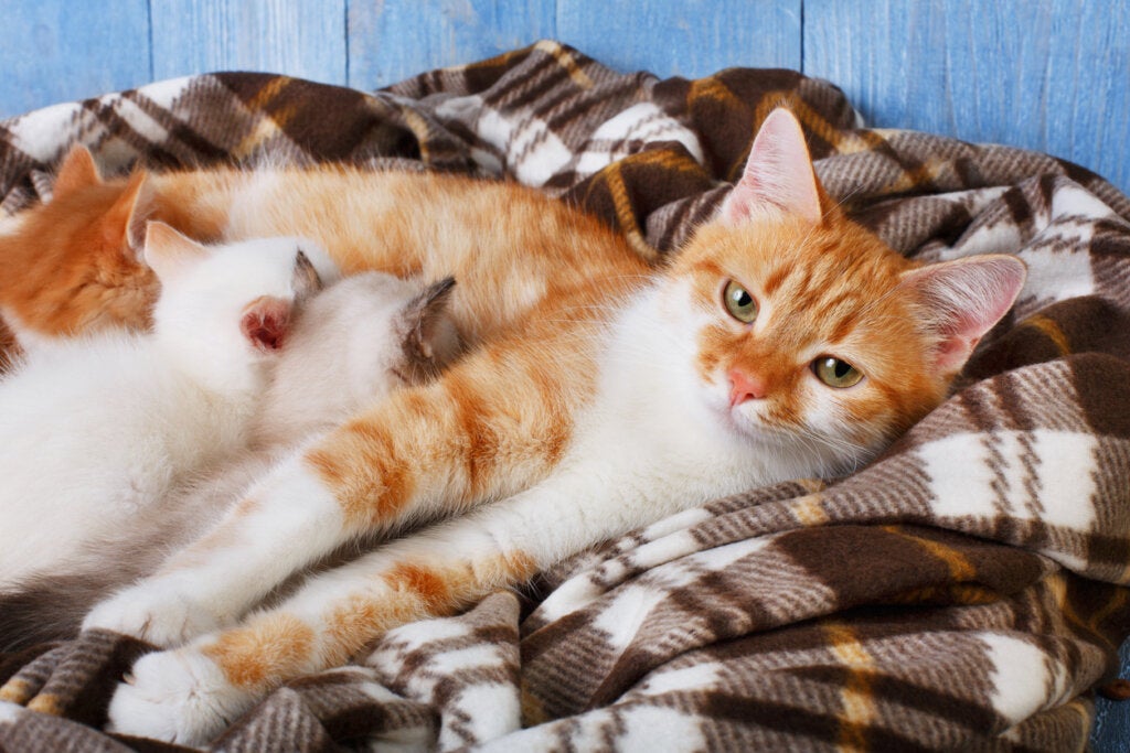 Hvordan vet jeg om katten min skal føde? 8 tegn