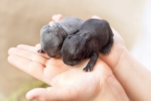 Hvordan blir kaniner født?