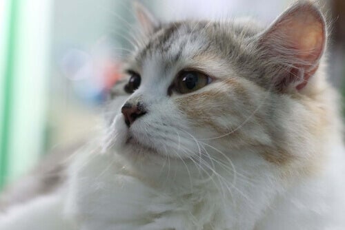 Hoster katten din? Det kan være astma hos katter