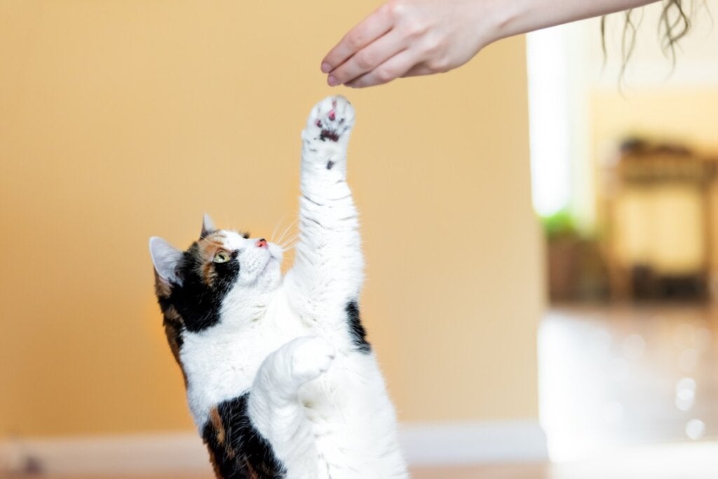 7 feil når du trener katten din