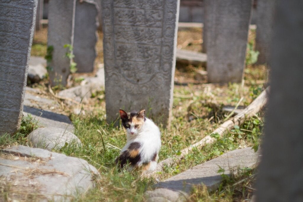 12 tegn på at en katt snart kommer til å dø