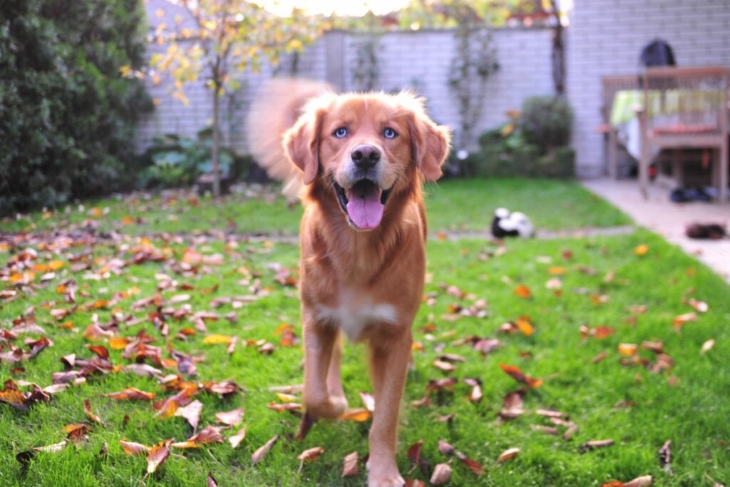 Labsky eller huskador: Alt om denne rasen