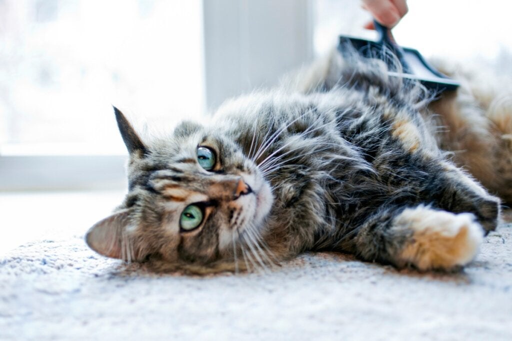 Hvordan få kattens pels til å vokse