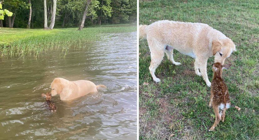Druknende hjortekalv reddet av en modig hund