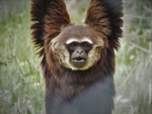 10 kuriositeter om primater