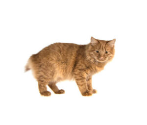 Ryggmargsbrokk hos katter