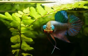 Hvorfor er kampfisker aggressive?