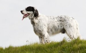 Trening av engelsk setter: En hund som spesialiserer seg på fuglejakt