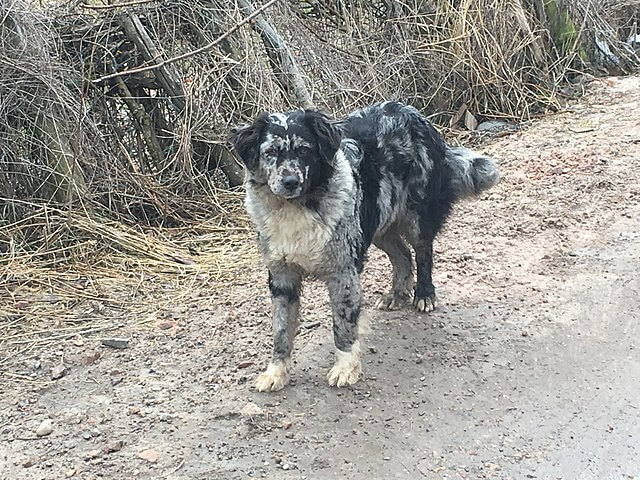 carea leonés, kilde Wikipedia