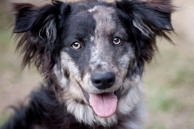 Carea leonés: Alt om denne gjeterhundrasen