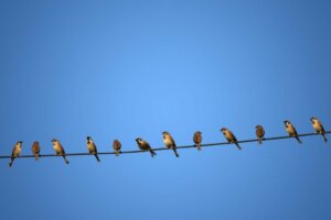 Hvorfor får ikke fugler elektrisk støt når de setter seg på kraftledninger?