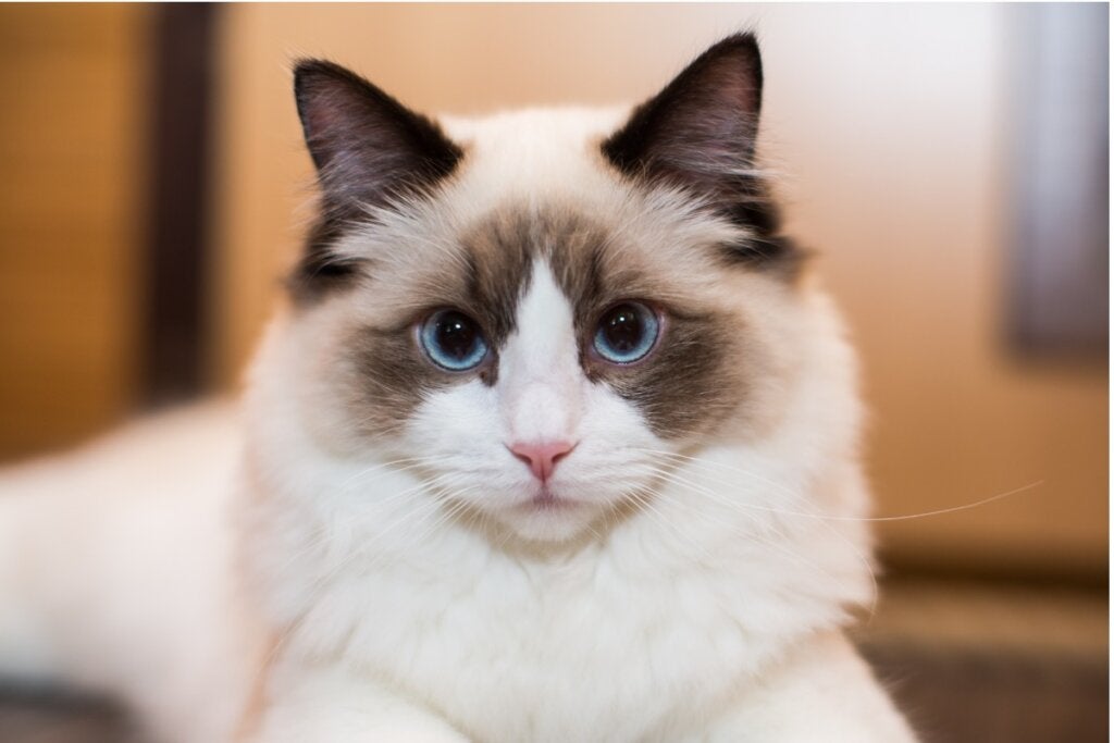 Vanlige sykdommer hos katterasen ragdoll
