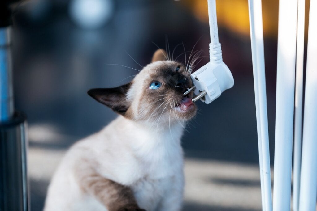 Hvordan stoppe katten din fra å tygge på kabler