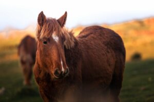 Hvor mye veier en hest?