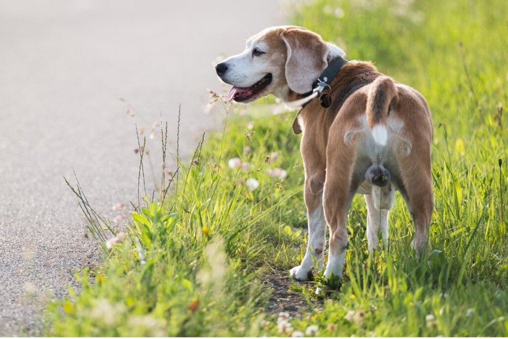 Hunden min har ikke testikler, hvorfor?