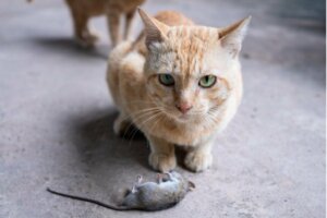 Hvorfor tar katten din med seg døde dyr til deg?