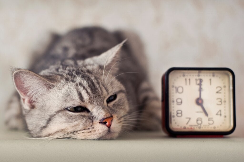 Hvorfor katten din ikke leker