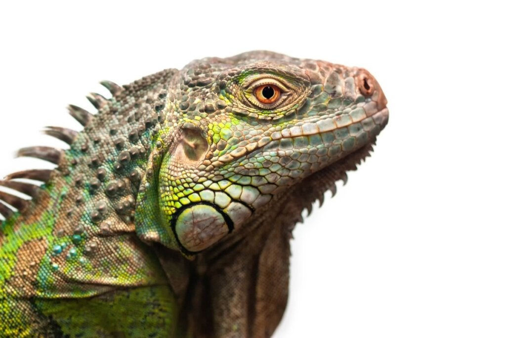 De 12 vanligste sykdommene hos iguaner