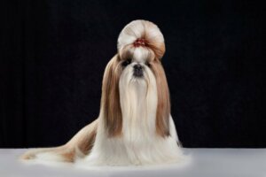 Forskjellene mellom en pekingeser og en shih tzu