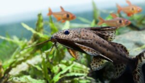 Hvor mange fisk kan man ha i akvariet?