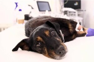 Hva er emfysem hos hunder?