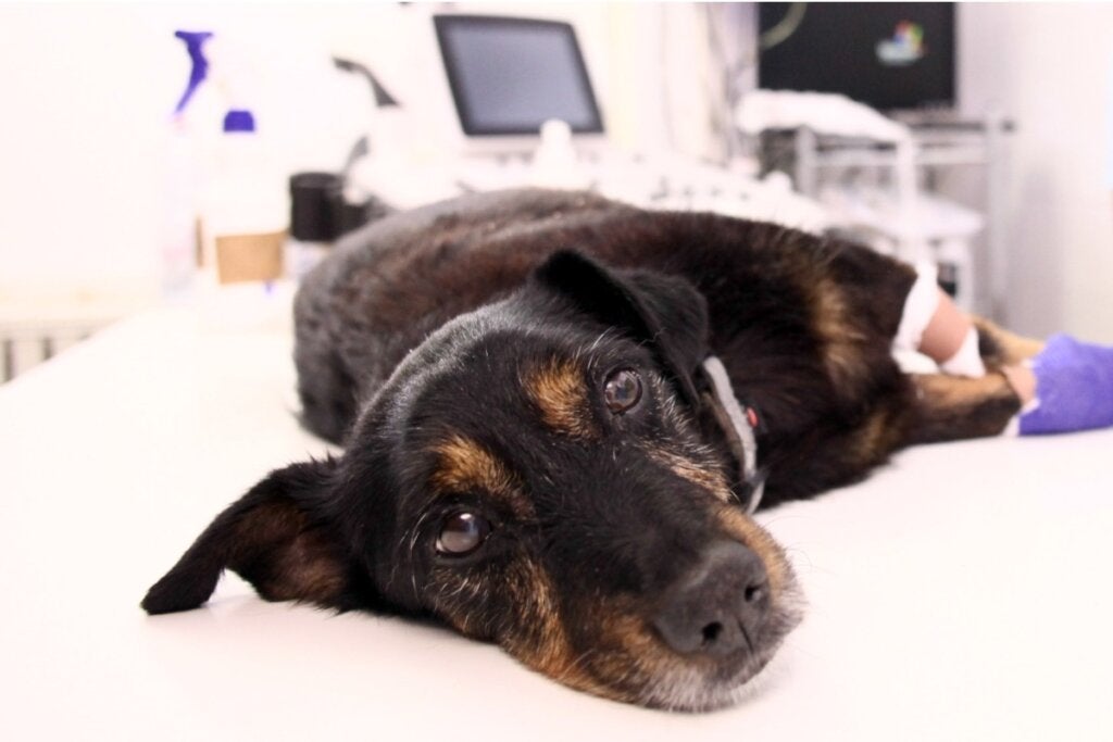 Hva er emfysem hos hunder?