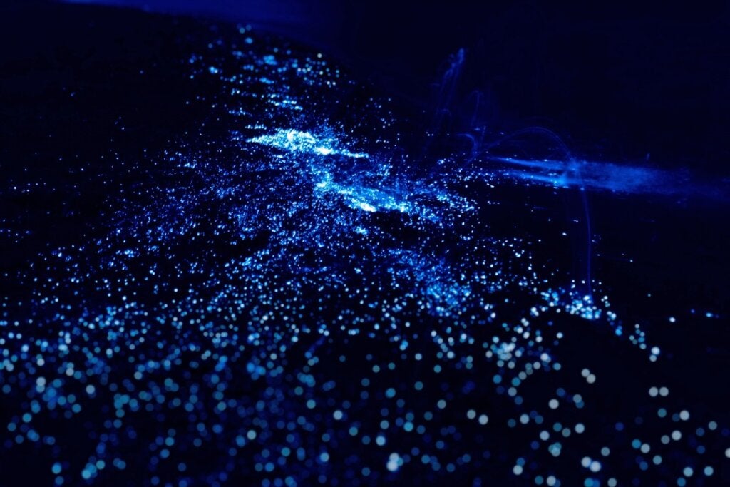 Tilstedeværelsen av bioluminescerende plankton og alger langs kysten