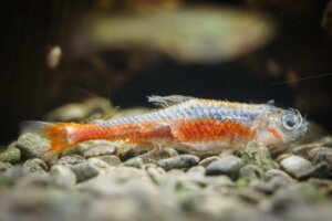 Fisken min har et hvitt belegg på kroppen: Hva er det?