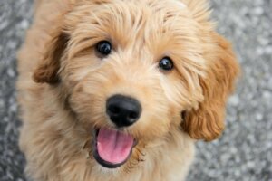Goldendoodle: Alt om denne rasen
