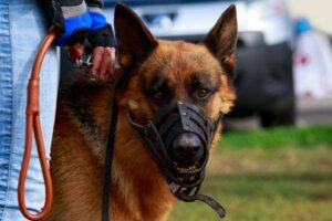 Hvordan venne en hund til munnkurv?