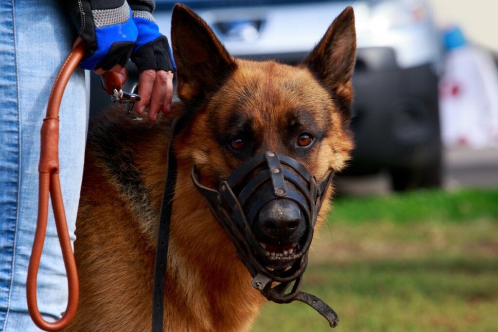 Hvordan venne en hund til munnkurv?