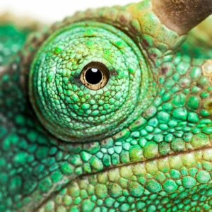 Voeltzkows kameleon: Oppdaget på Madagaskar etter et århundre uten observasjoner