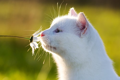 Triks for å holde katter unna planter