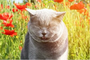 Omvendt nysing hos katter: Symptomer og behandling