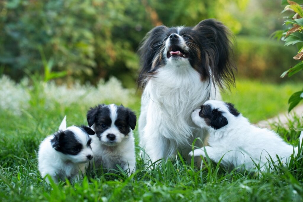 Hva gjør jeg hvis hunden min savner valpene sine?