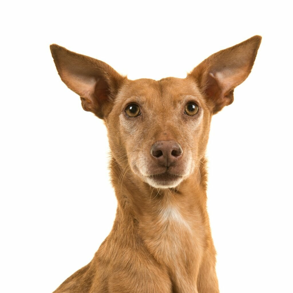 Podenco andaluz: Alt om denne rasen