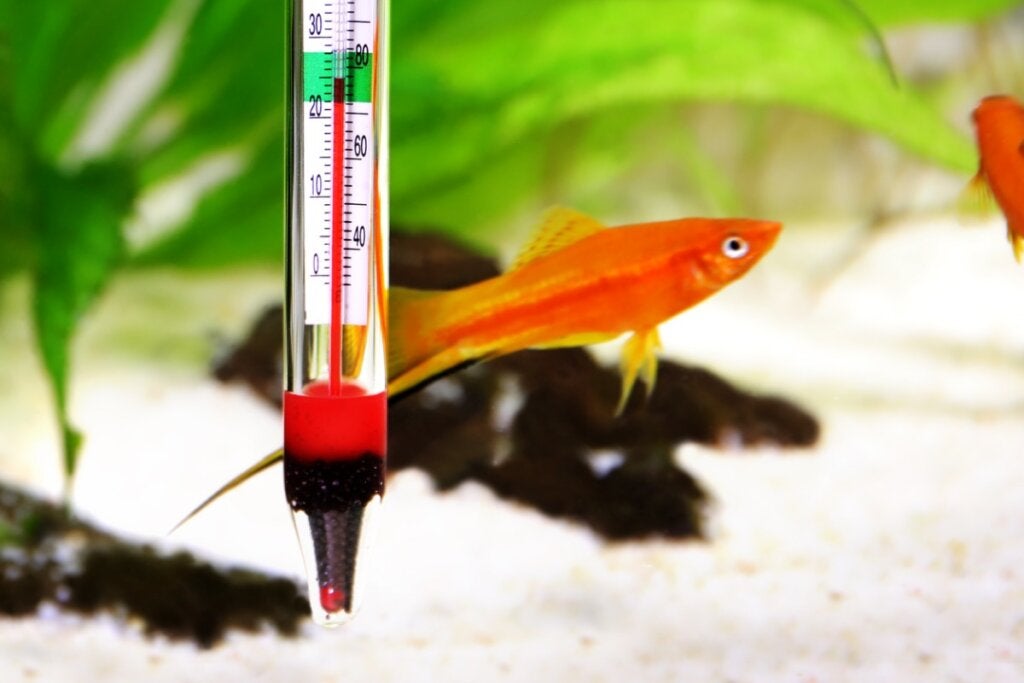 Hva er den ideelle temperaturen i et ferskvannsakvarium?