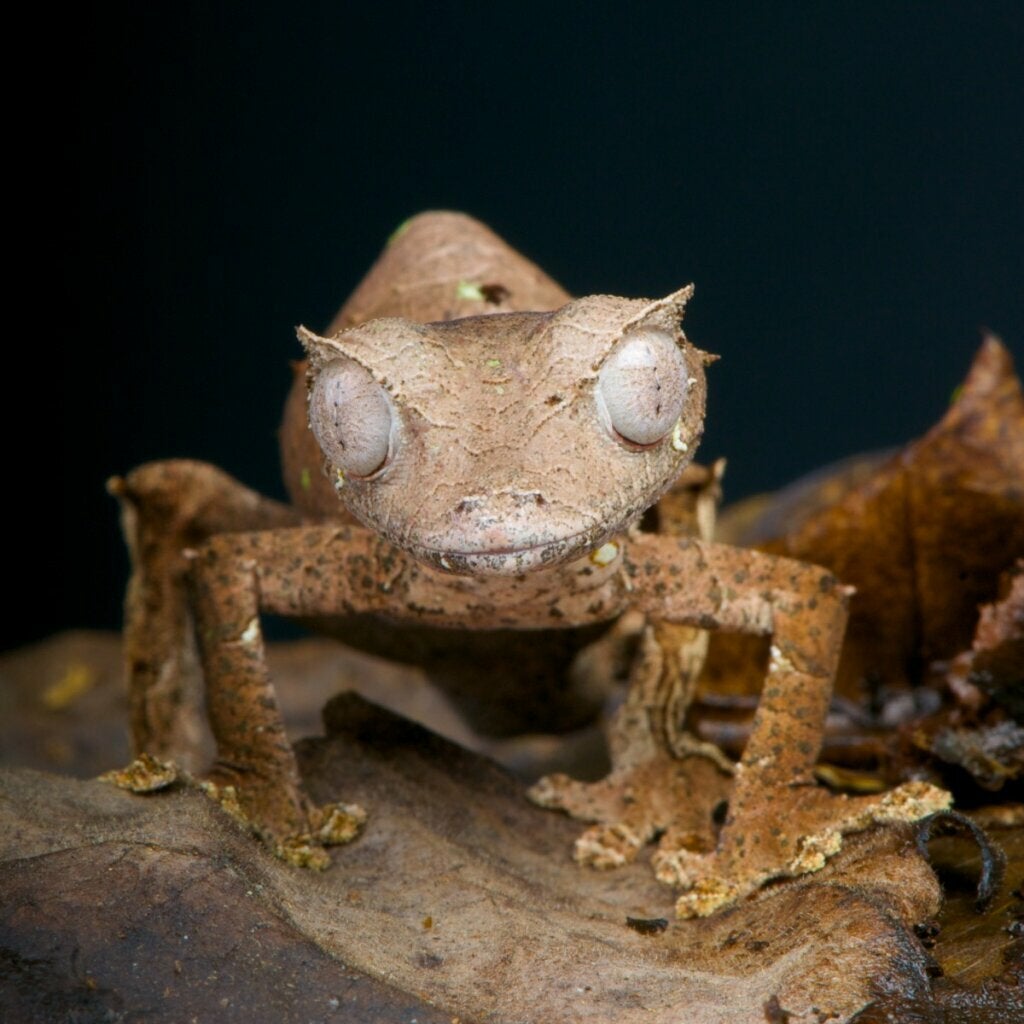 10 reptiler du ikke bør skaffe deg (hvis du er nybegynner)