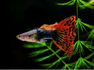 12 fisker for nybegynnere