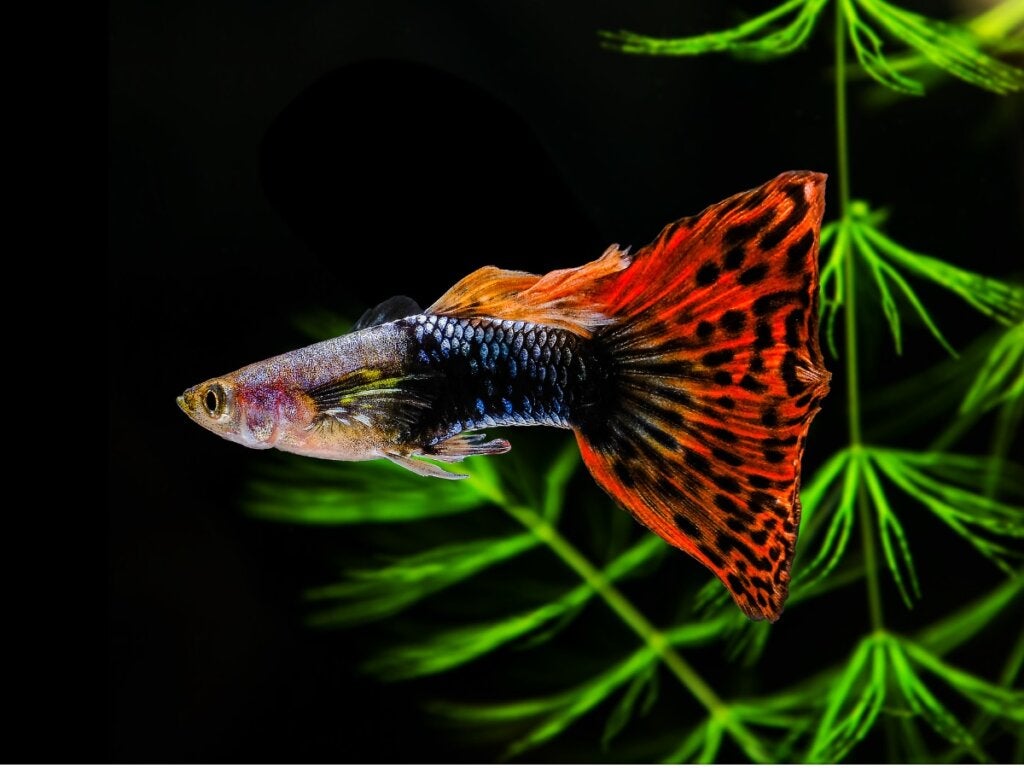 12 fisker for nybegynnere