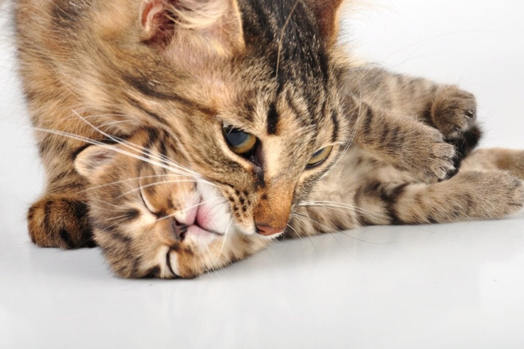Hvorfor flytter katter kattungene sine rundt?