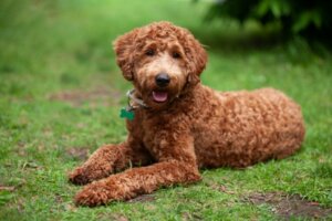 Blandingshunden labradoodle: Karakteristikker og omsorg