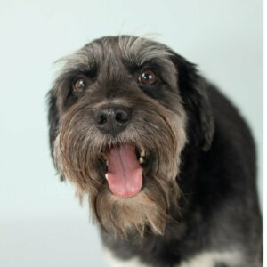 Schnocker: Alt om denne blandingshunden