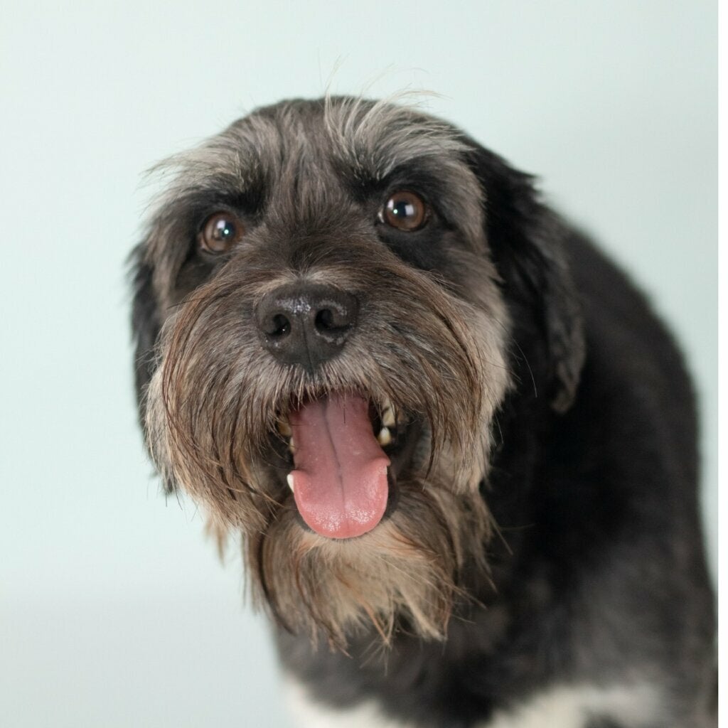 Schnocker: Alt om denne blandingshunden