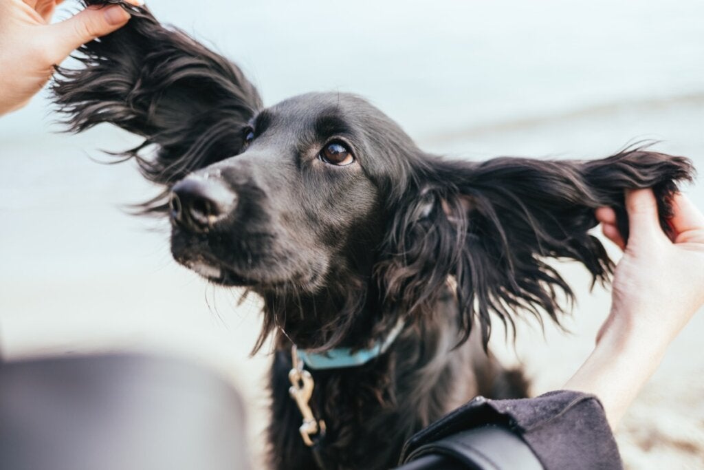 Hunden min klør seg mye i ørene: Er det normalt?