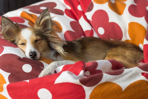 Hvordan venne hunden din til å sove alene