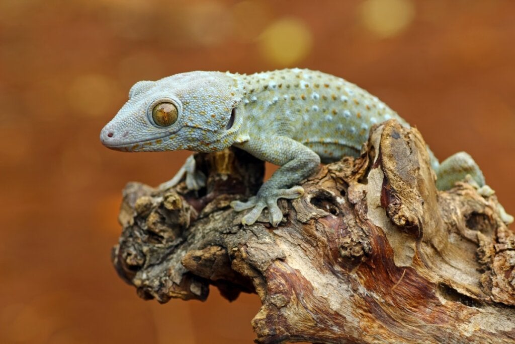 10 ulike gekko-arter