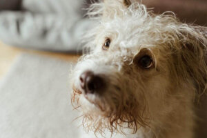 De ulike typene øyesekret hos hunder