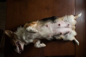 Tegnene på en innbilt drektighet og hva du skal gjøre