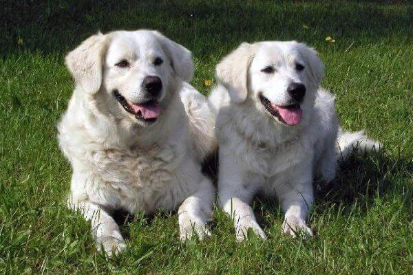 Slovakisk cuvac: Alt om denne rasen